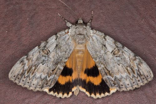 Youthful Underwing