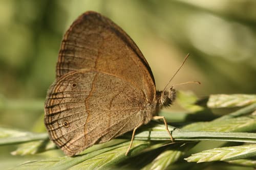 No widely recognized common name