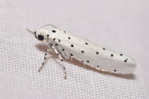 Ermine Moth