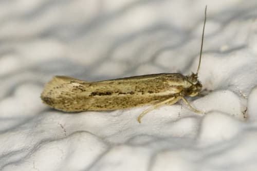 Ypsolopha sp-sw