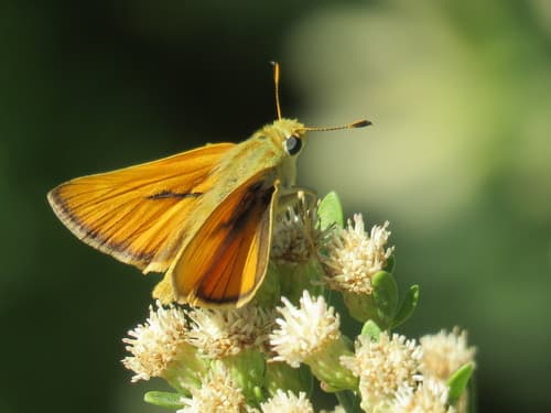 Yuma Skipper