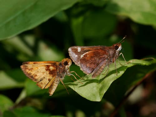 Zabulon Skipper