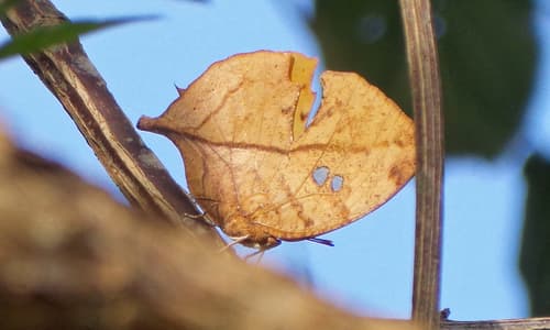 Strigose Leafwing