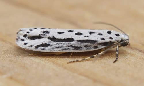 Zeller's Ethmia Moth