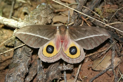 Zephyr Eyed Silkmoth
