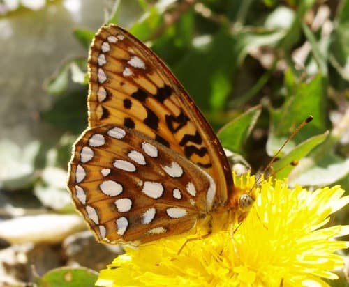 Zerene Fritillary