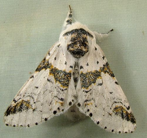 Zigzag Furcula Moth