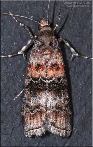 Zimmerman Pine Moth