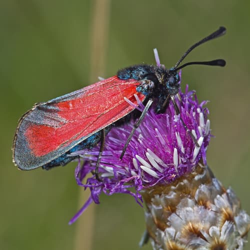 Erythrus Burnet