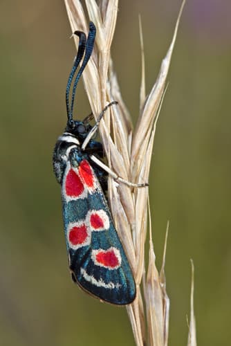 Occitan Burnet