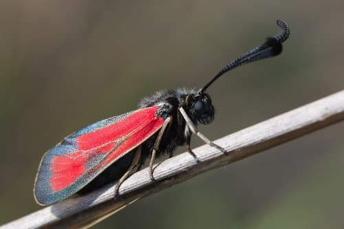 Spotted Burnet