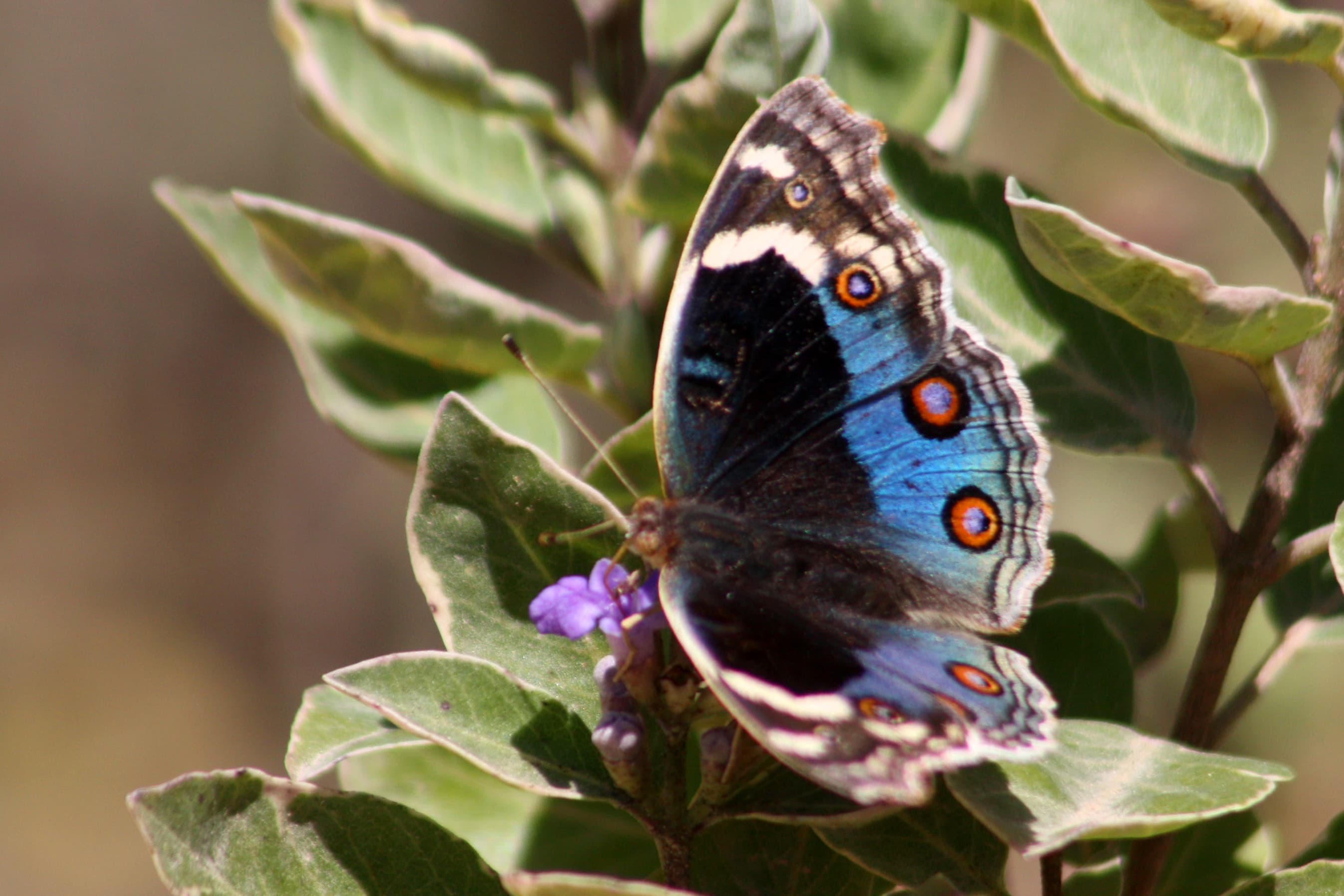 Junonia orithya