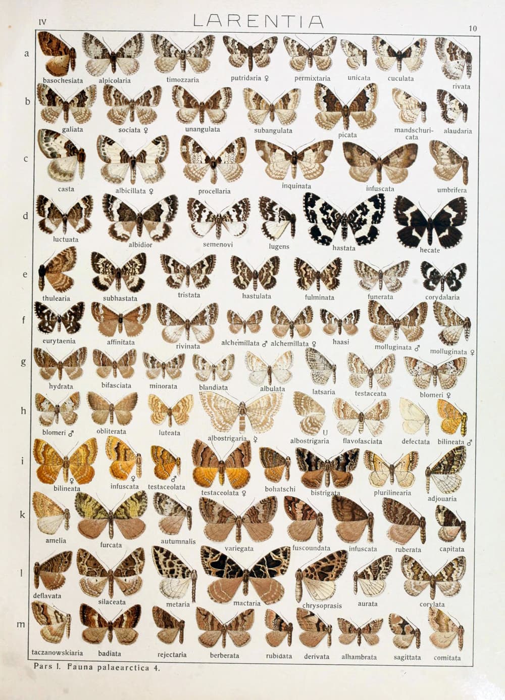 Black-and-white Carpet