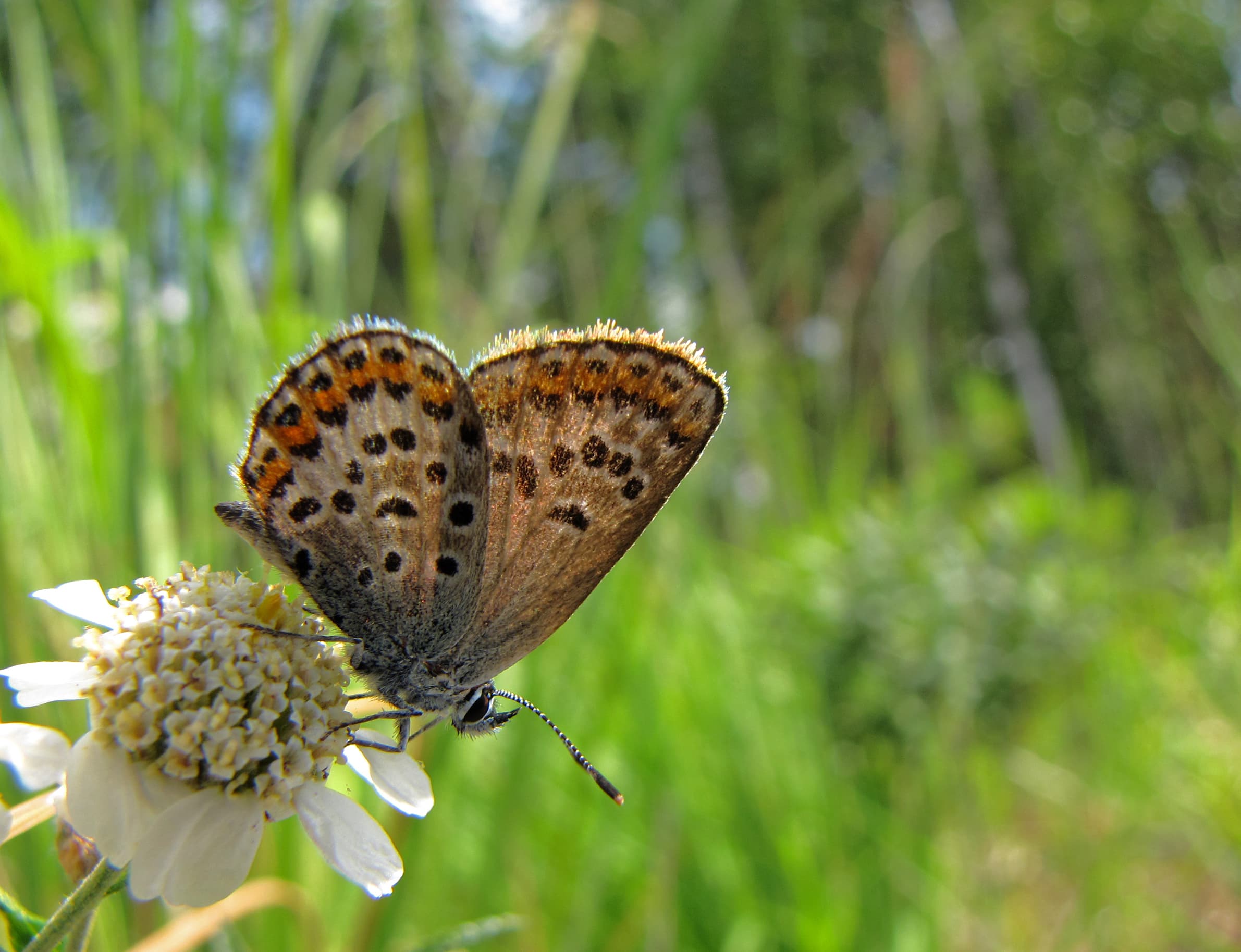 Plebejus argus