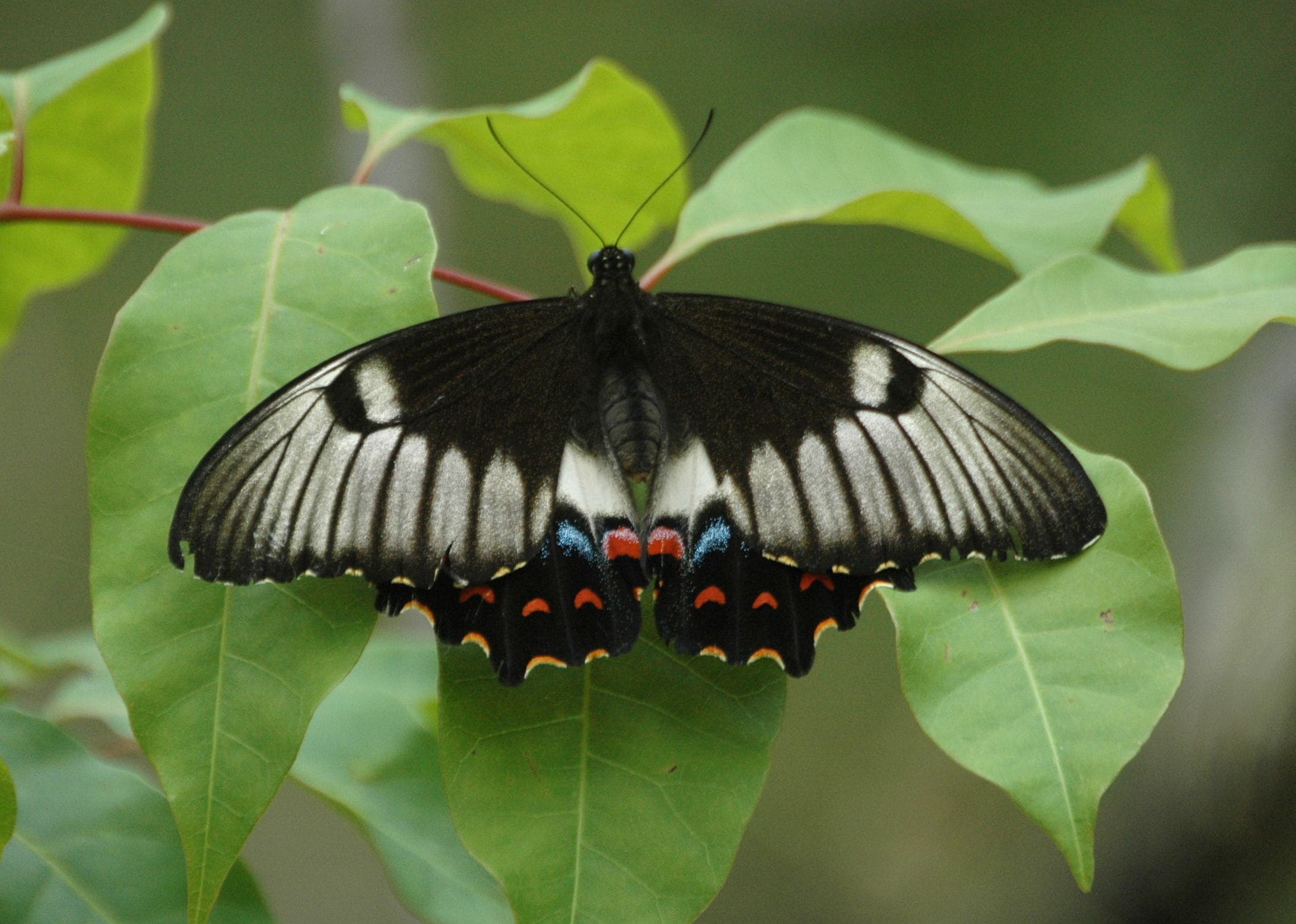 Papilio aegeus