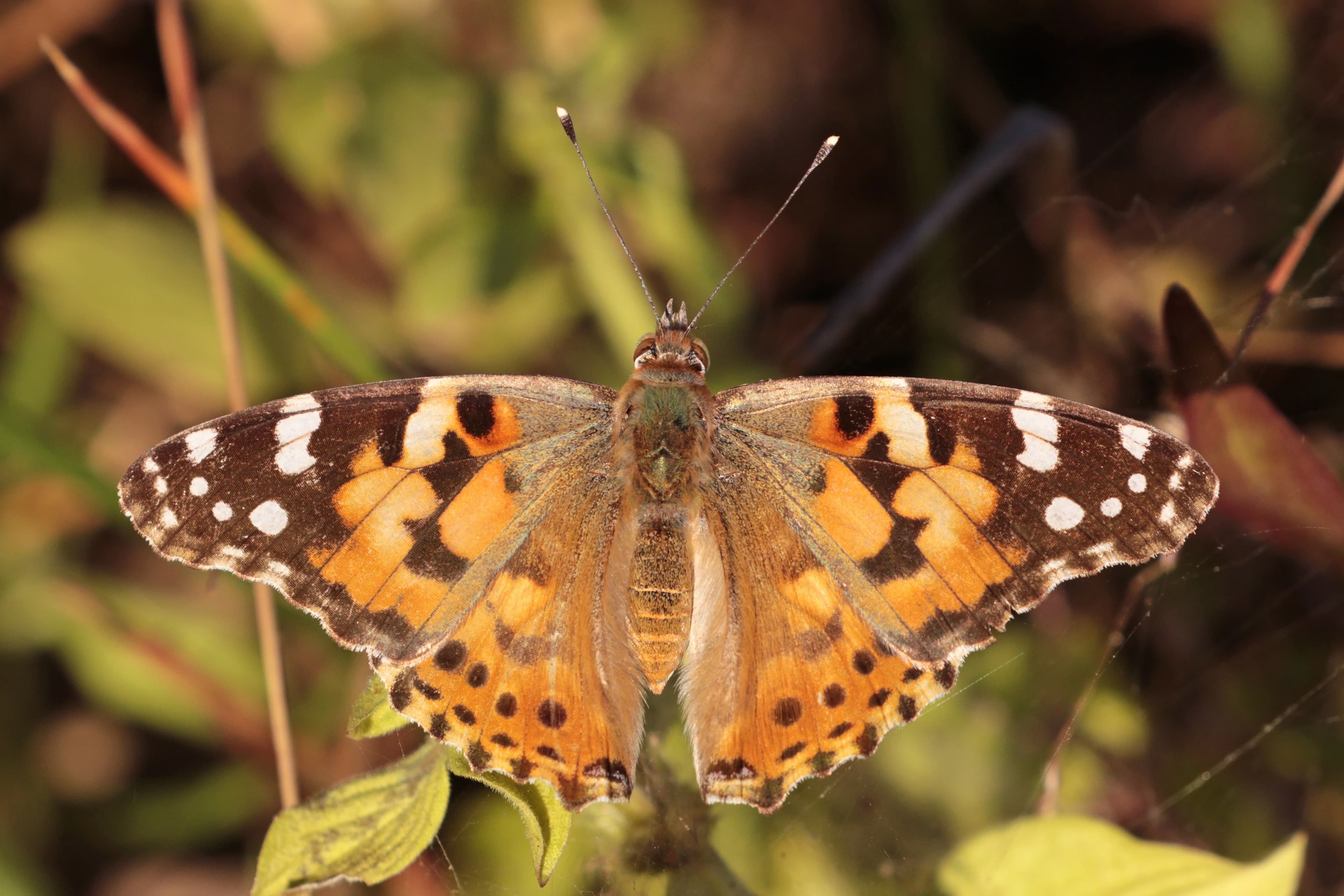 Vanessa cardui