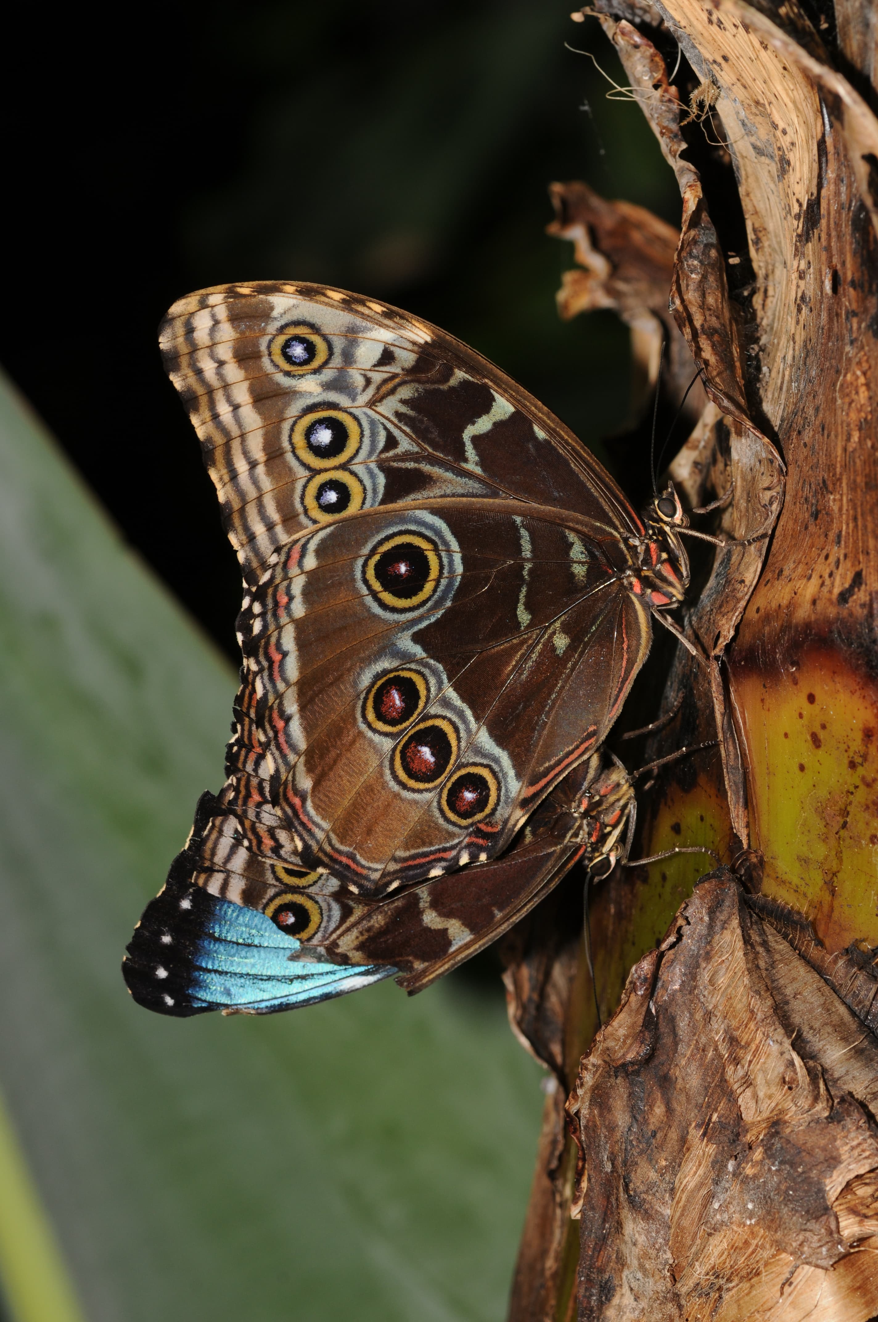 Morpho peleides