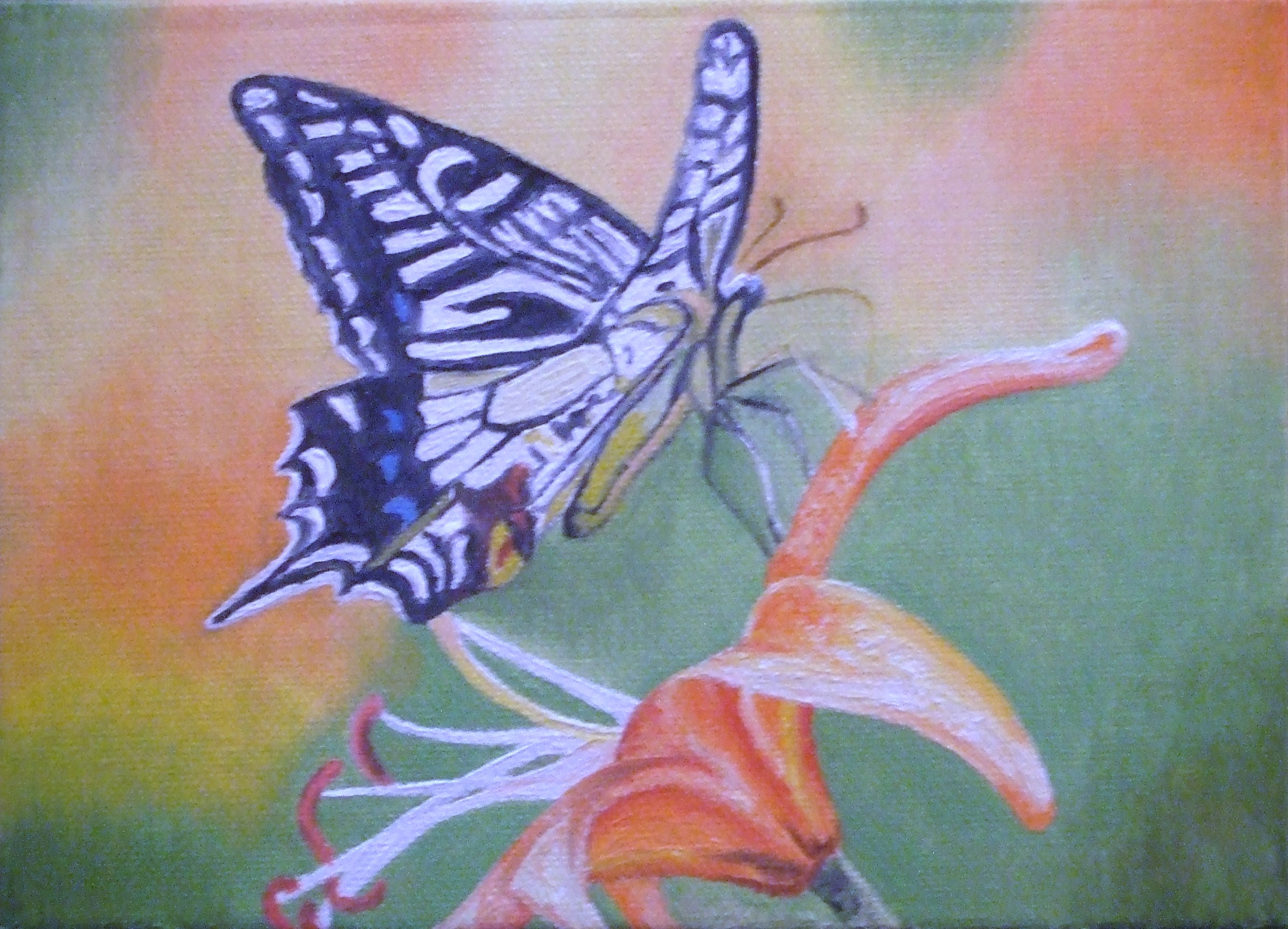 Old World Swallowtail