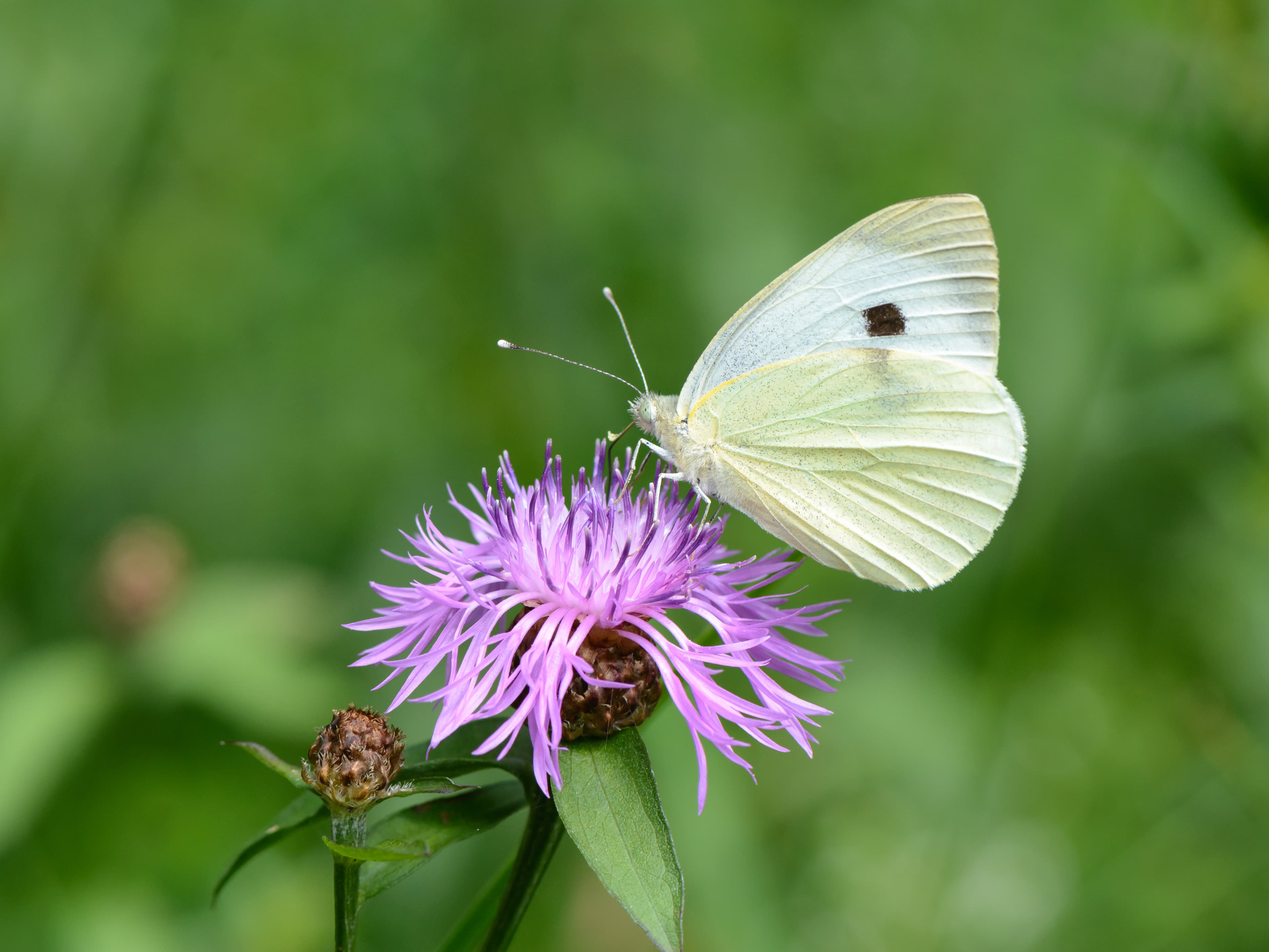 Pieris brassicae