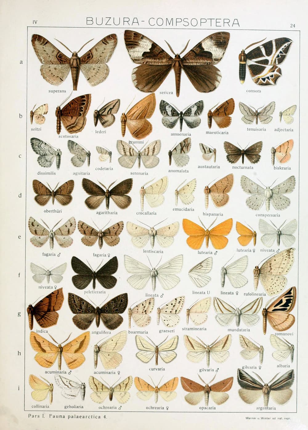 No widely recognized common name