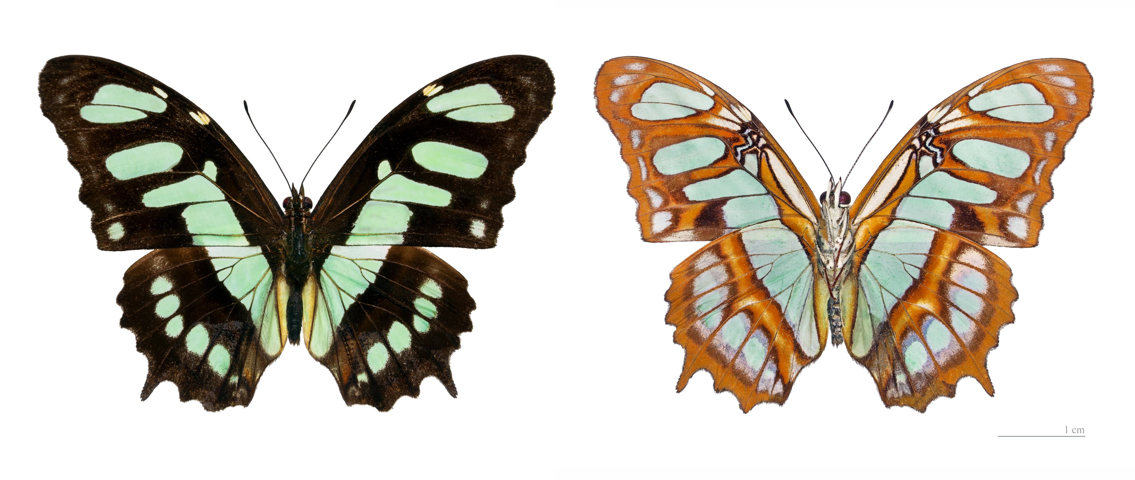 Siproeta stelenes meridionalis