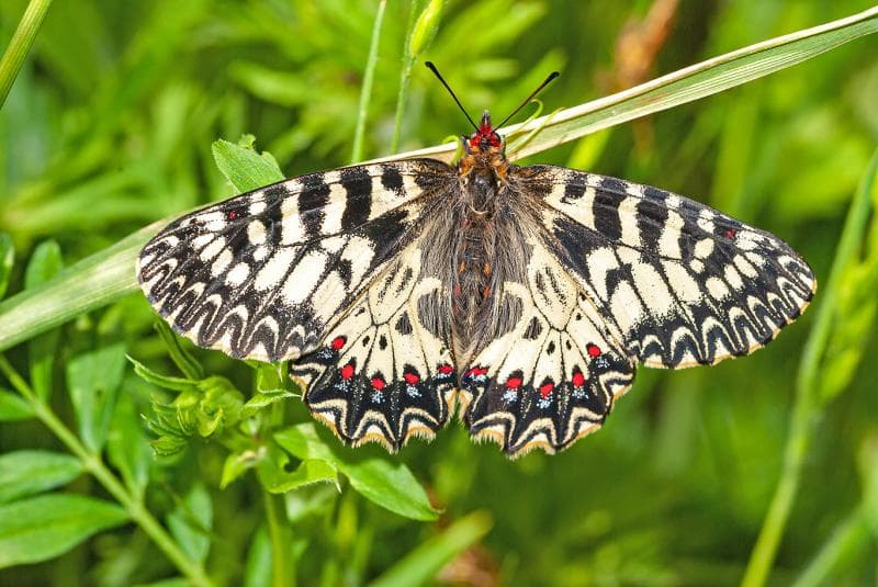Southern Festoon