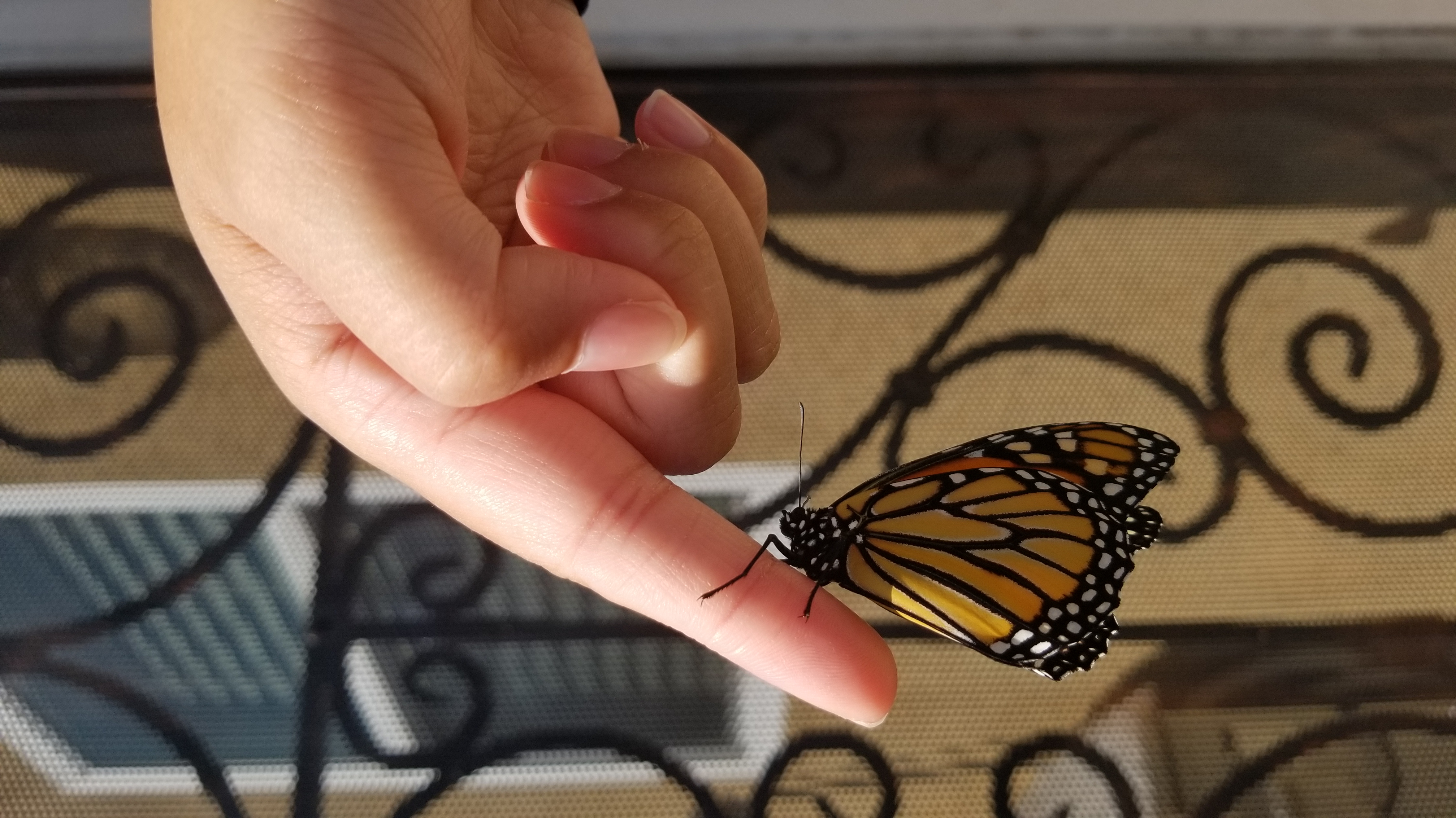 Monarch Butterfly