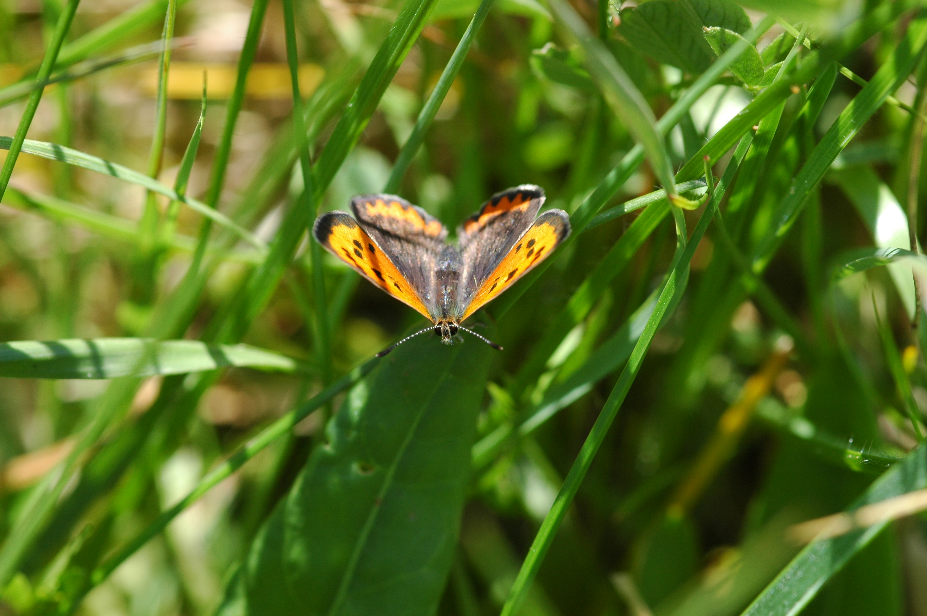 Lycaena phlaeas