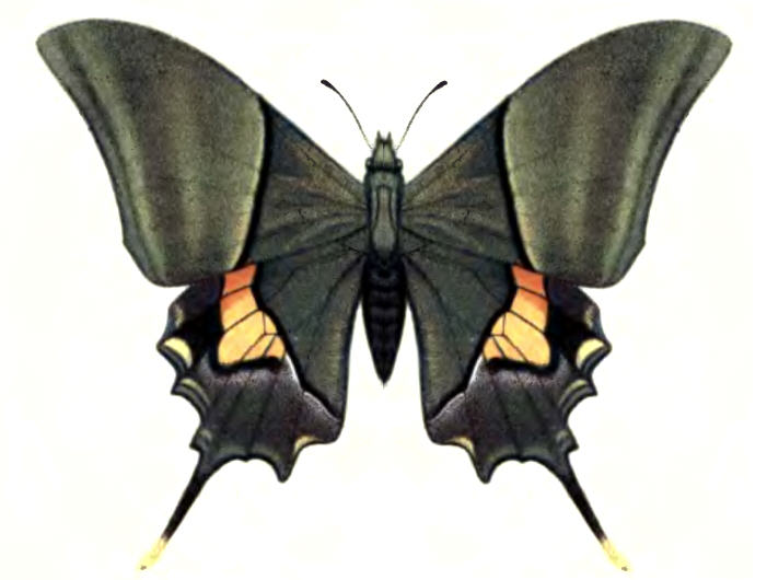 Teinopalpus imperialis