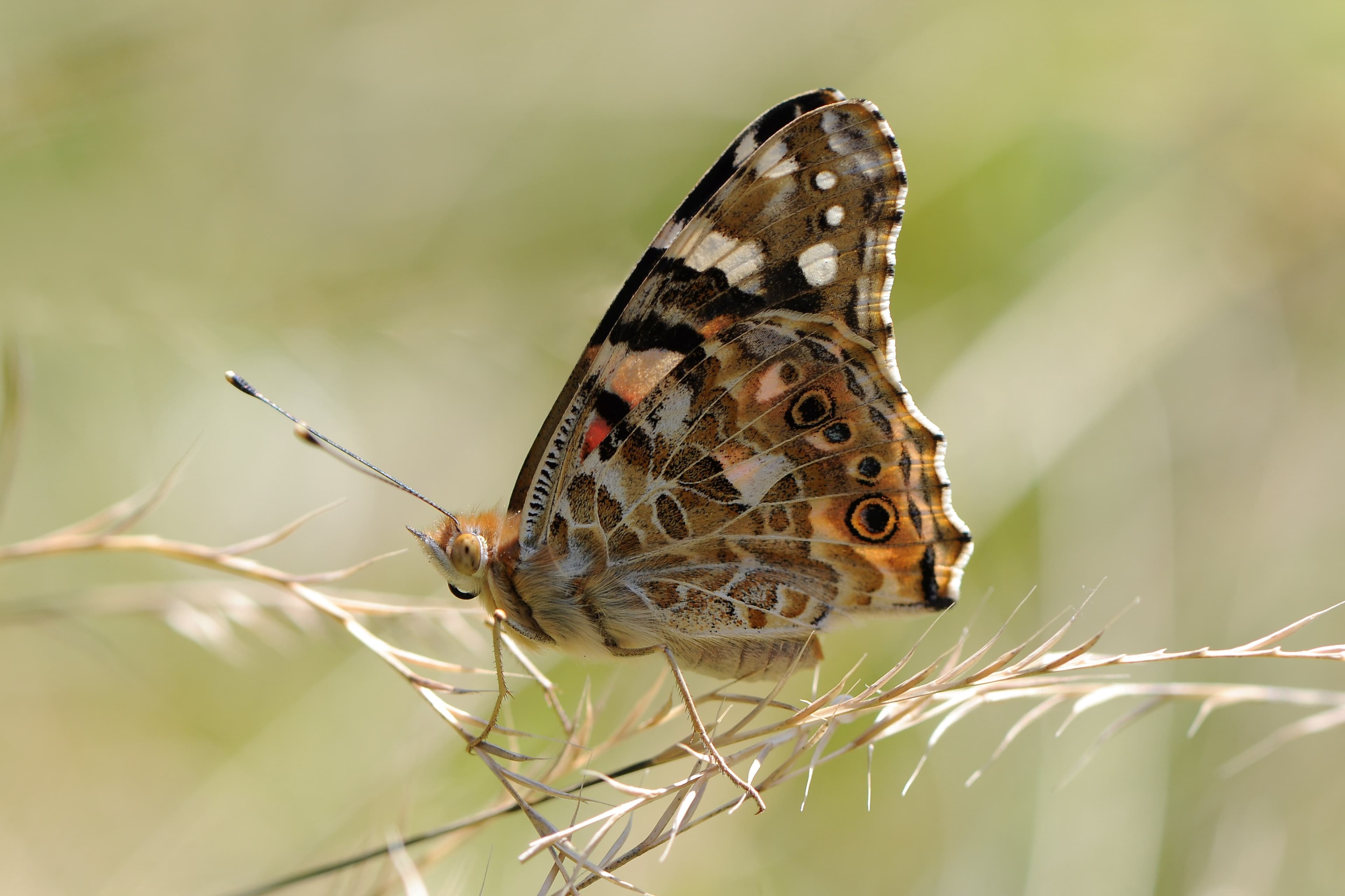 Vanessa cardui