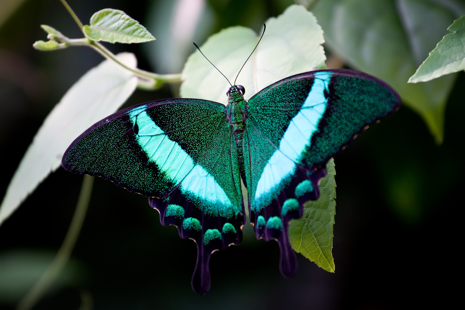 Papilio palinurus