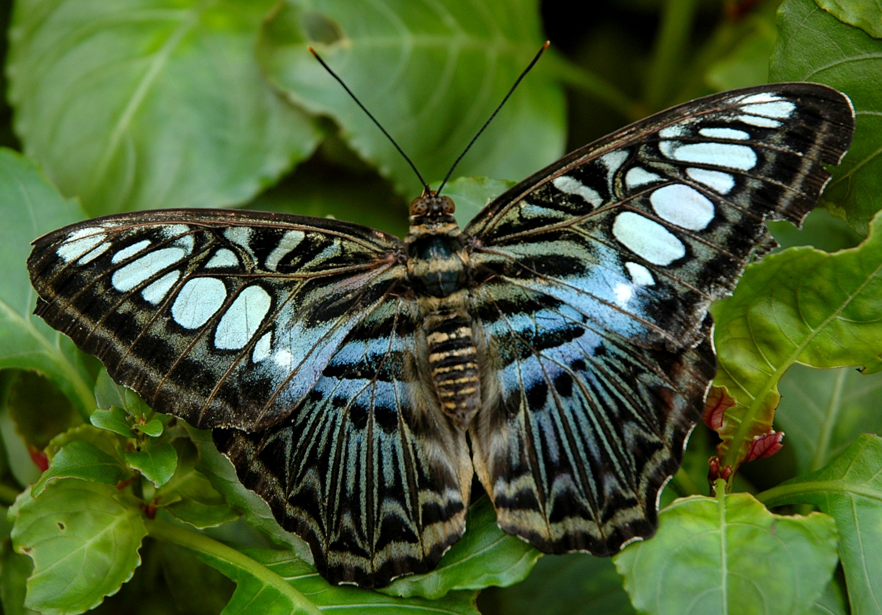 Parthenos sylvia
