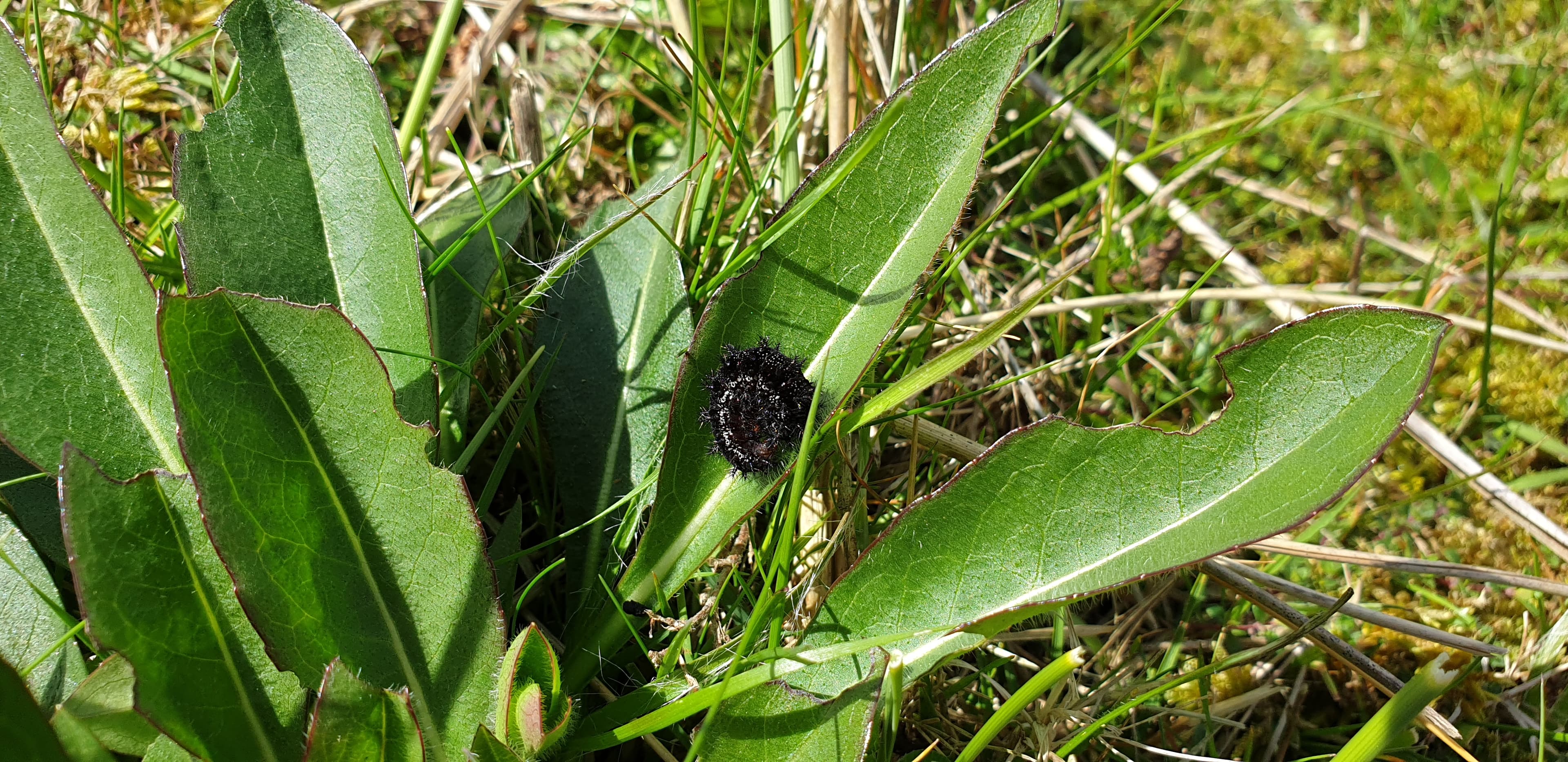 Marsh Fritillary
