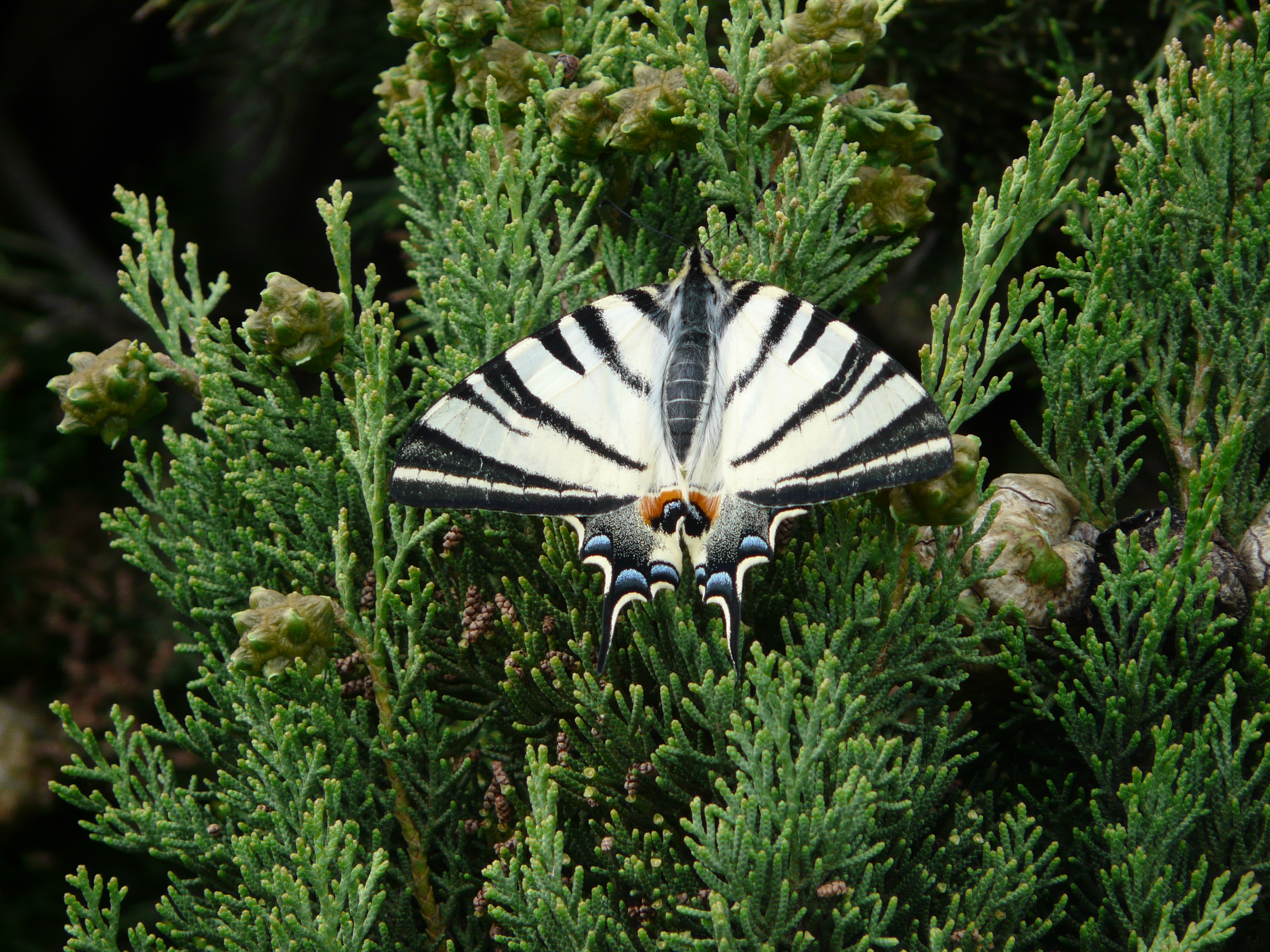 Iphiclides podalirius