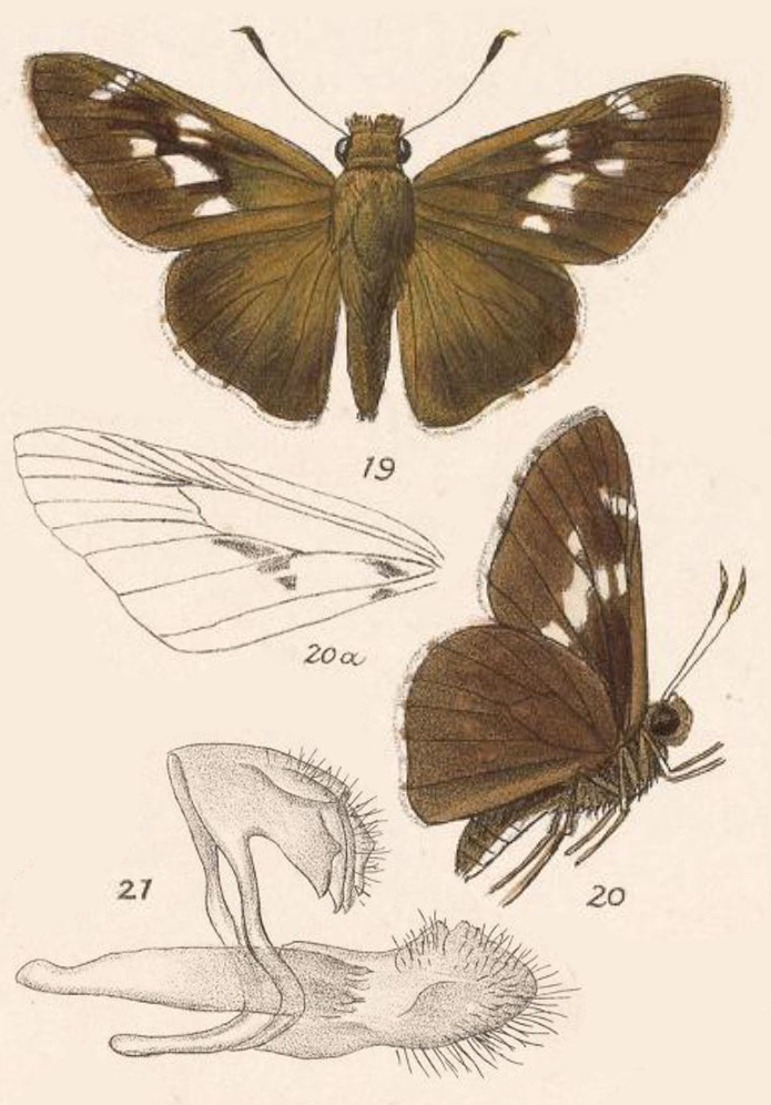 Naevolus Skipper