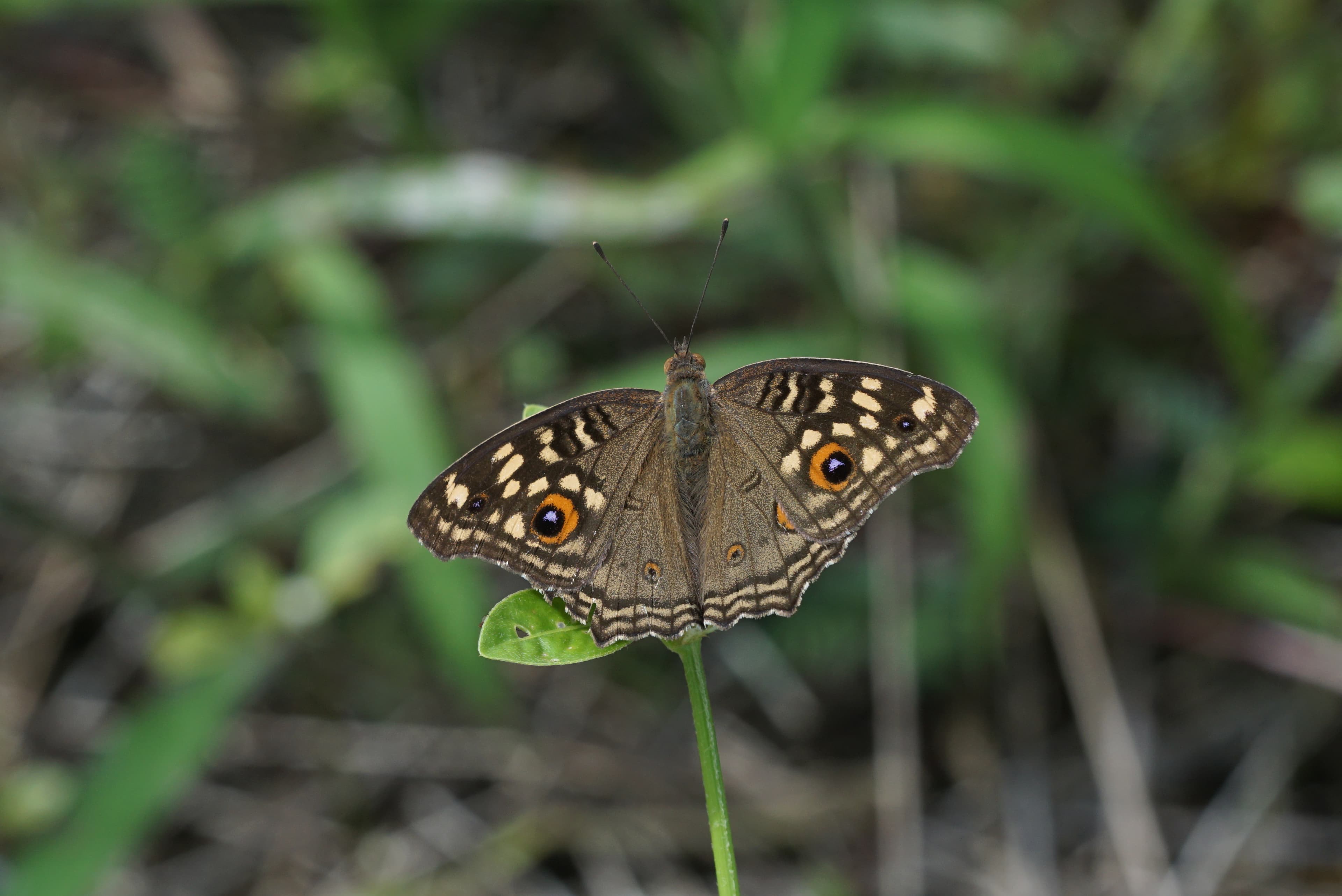 Junonia lemonias