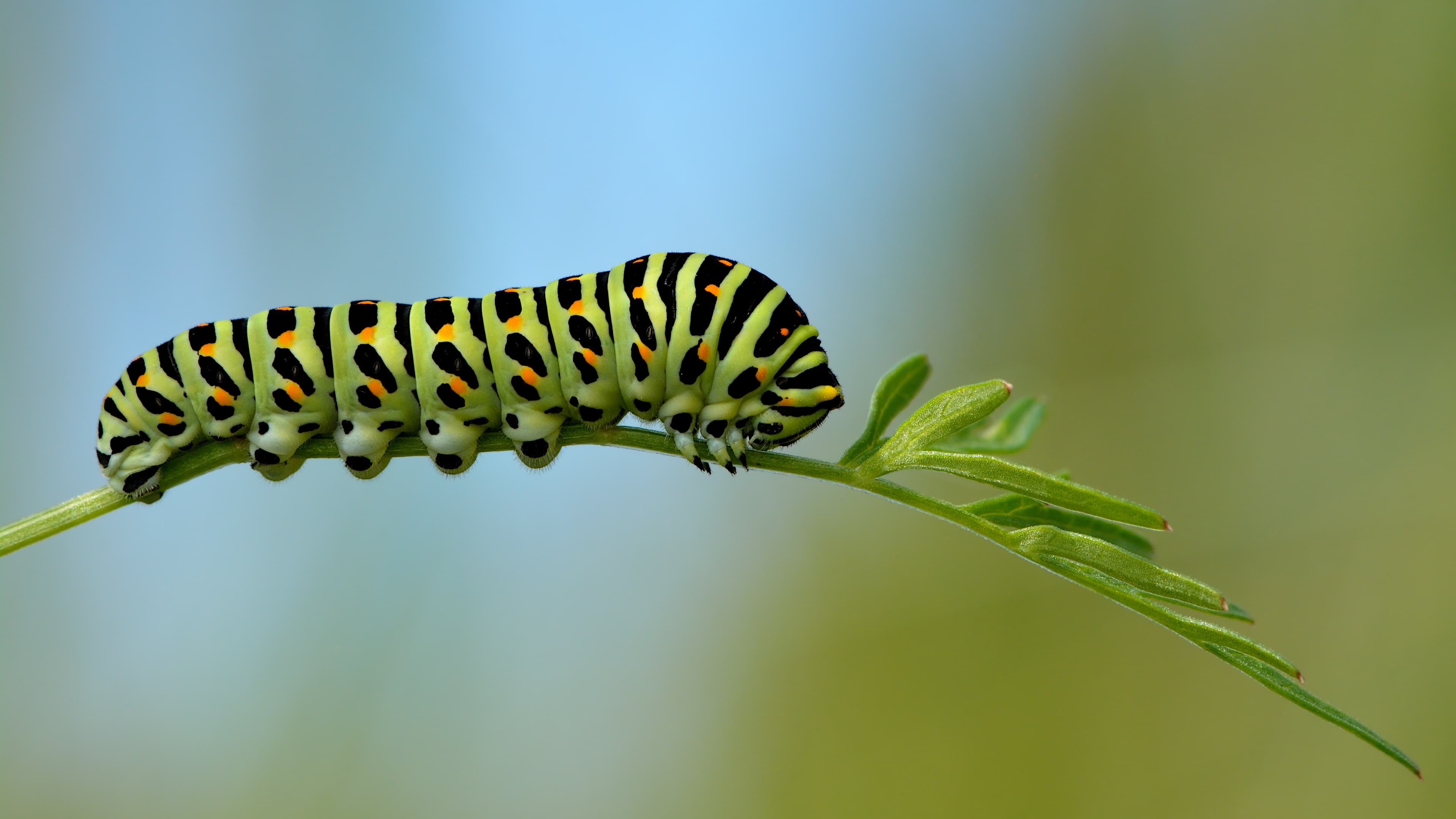 Papilio machaon