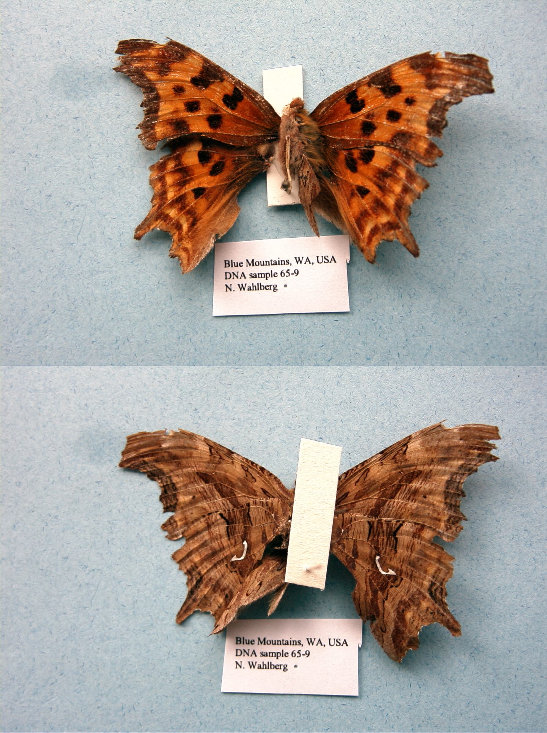 Polygonia satyrus