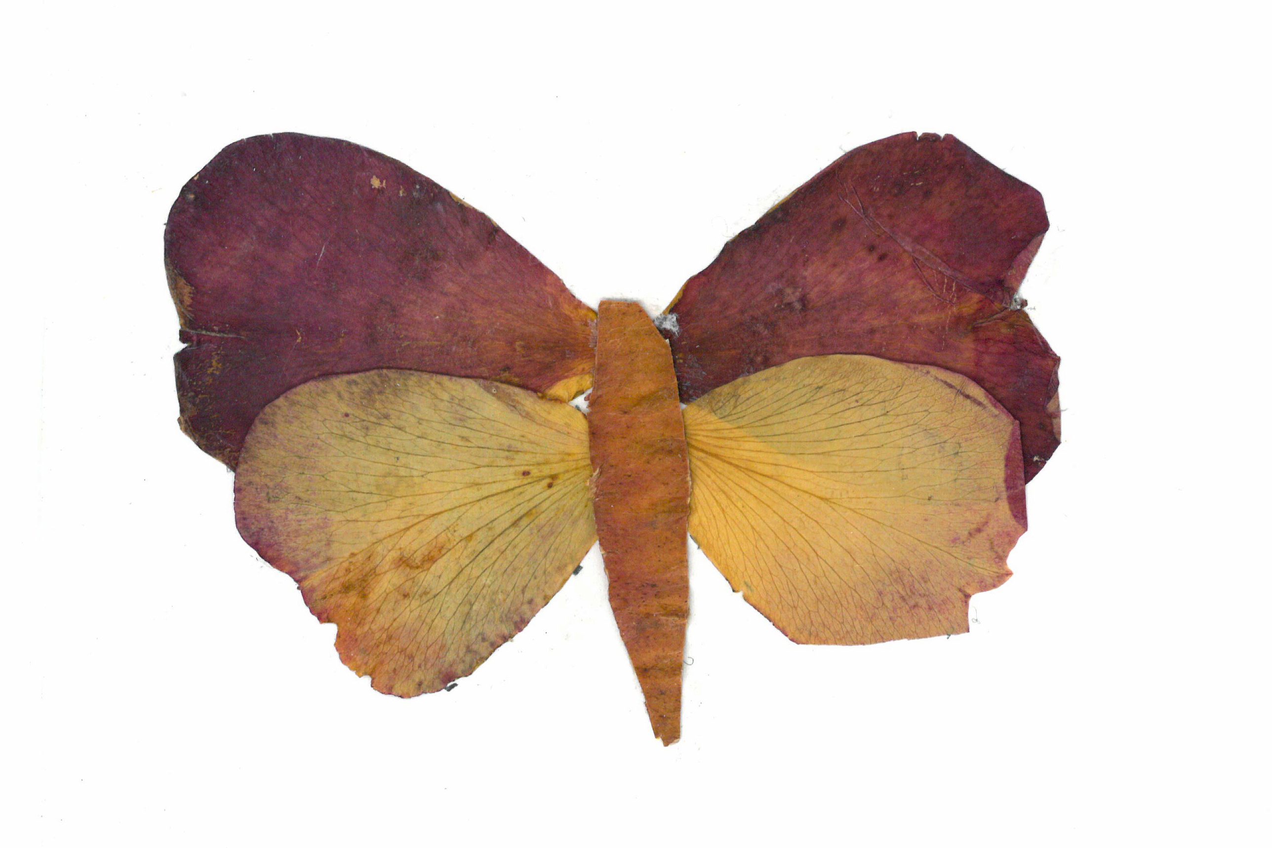 Petalography Butterfly Art