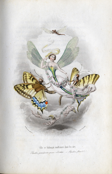 Old World Swallowtail