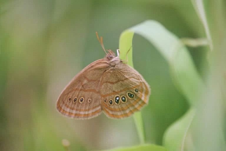Neonympha mitchellii francisci