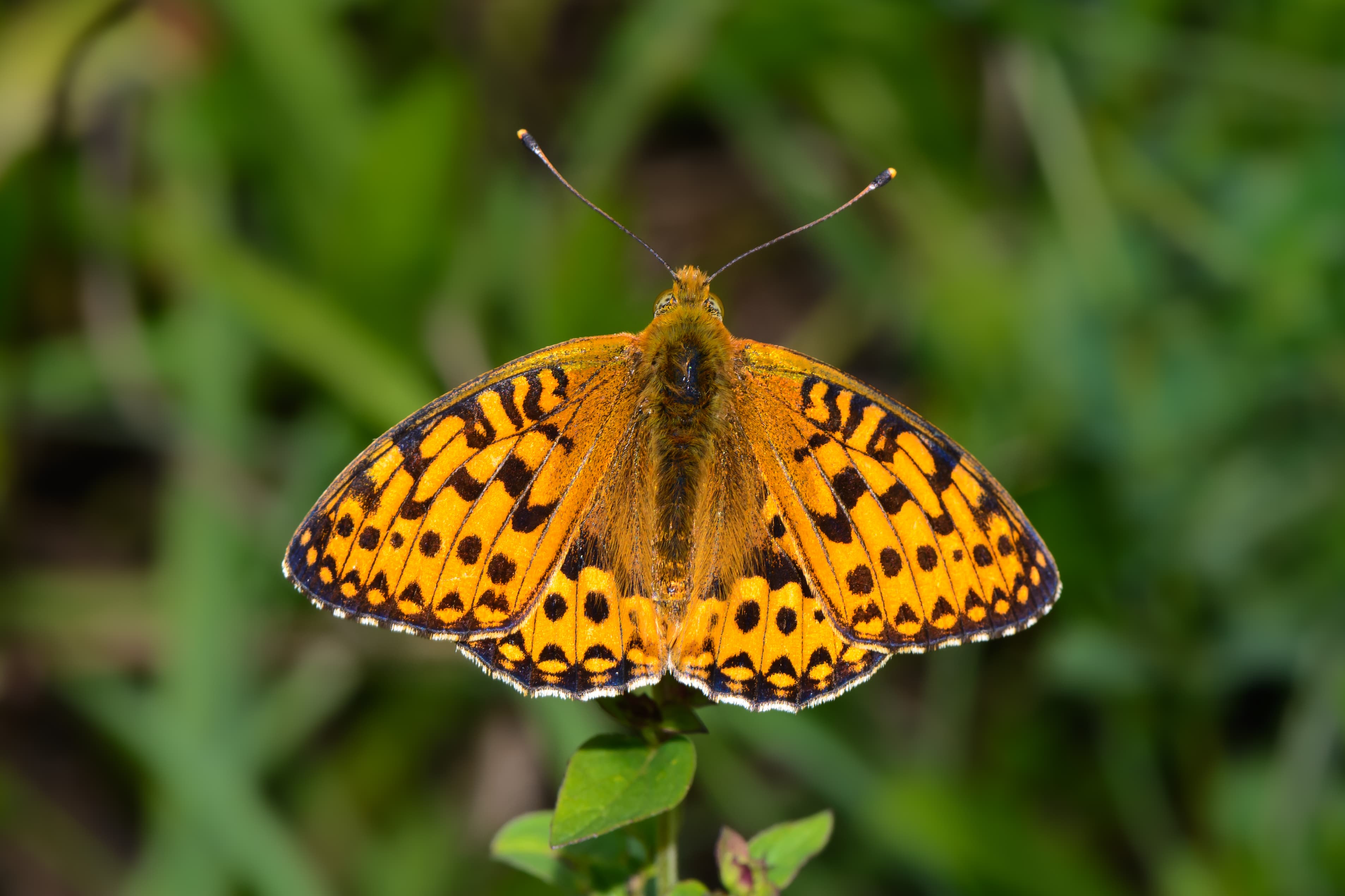 Argynnis aglaja