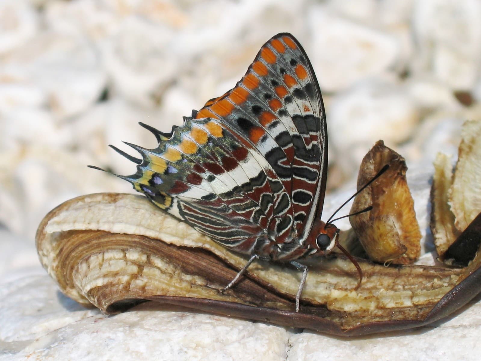 Charaxes jasius