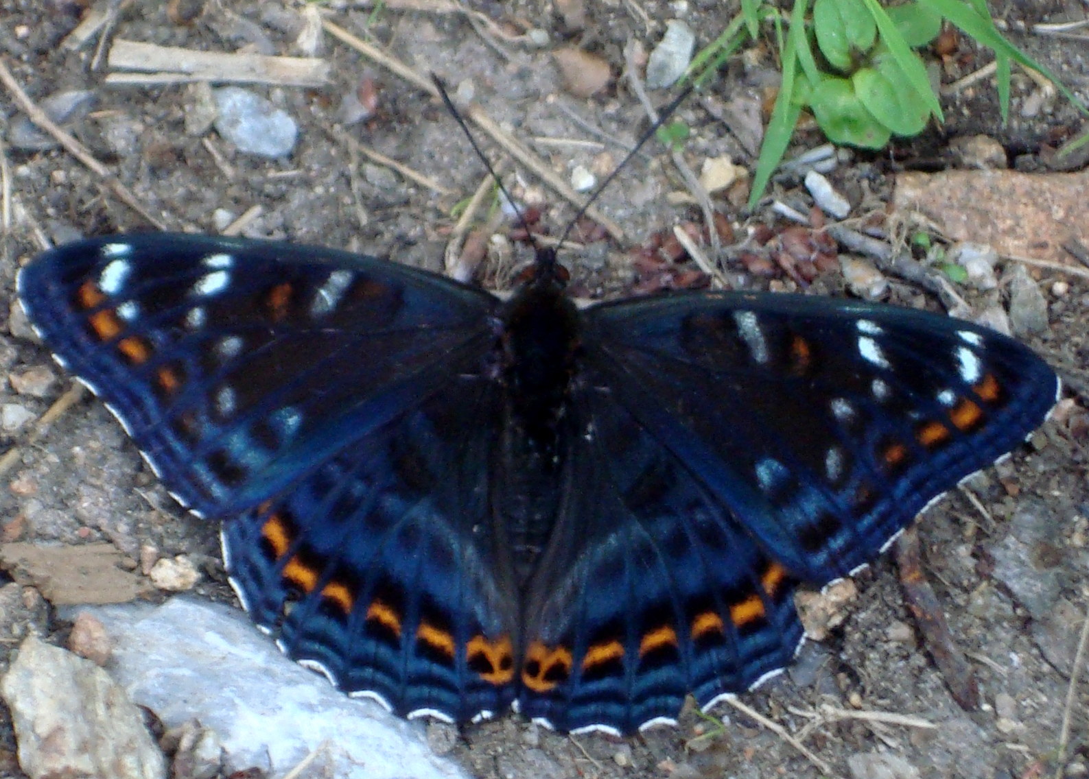 Limenitis populi