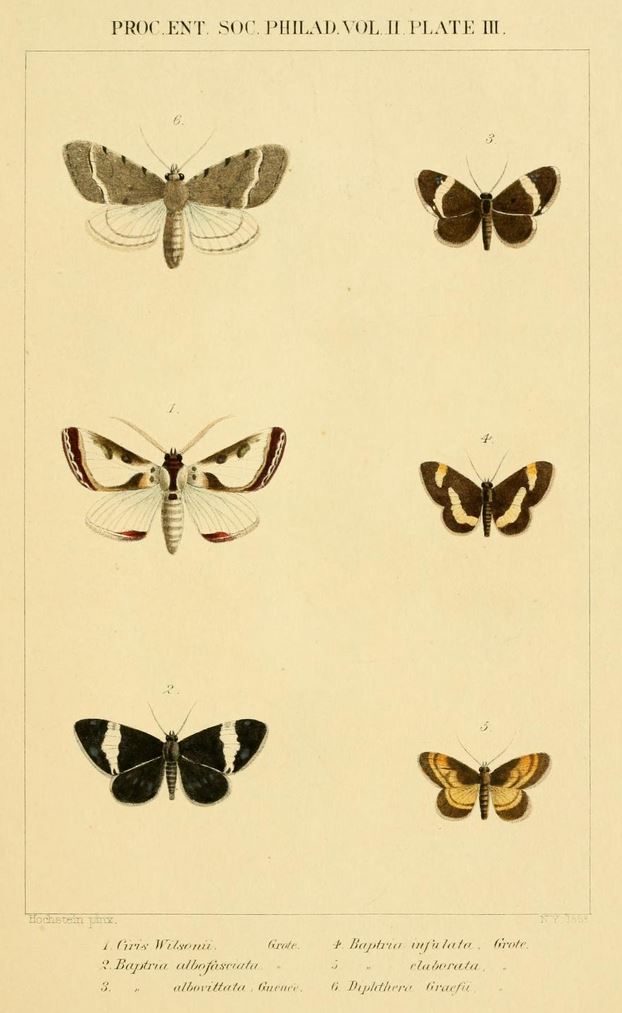 Wilson's Flower Moth