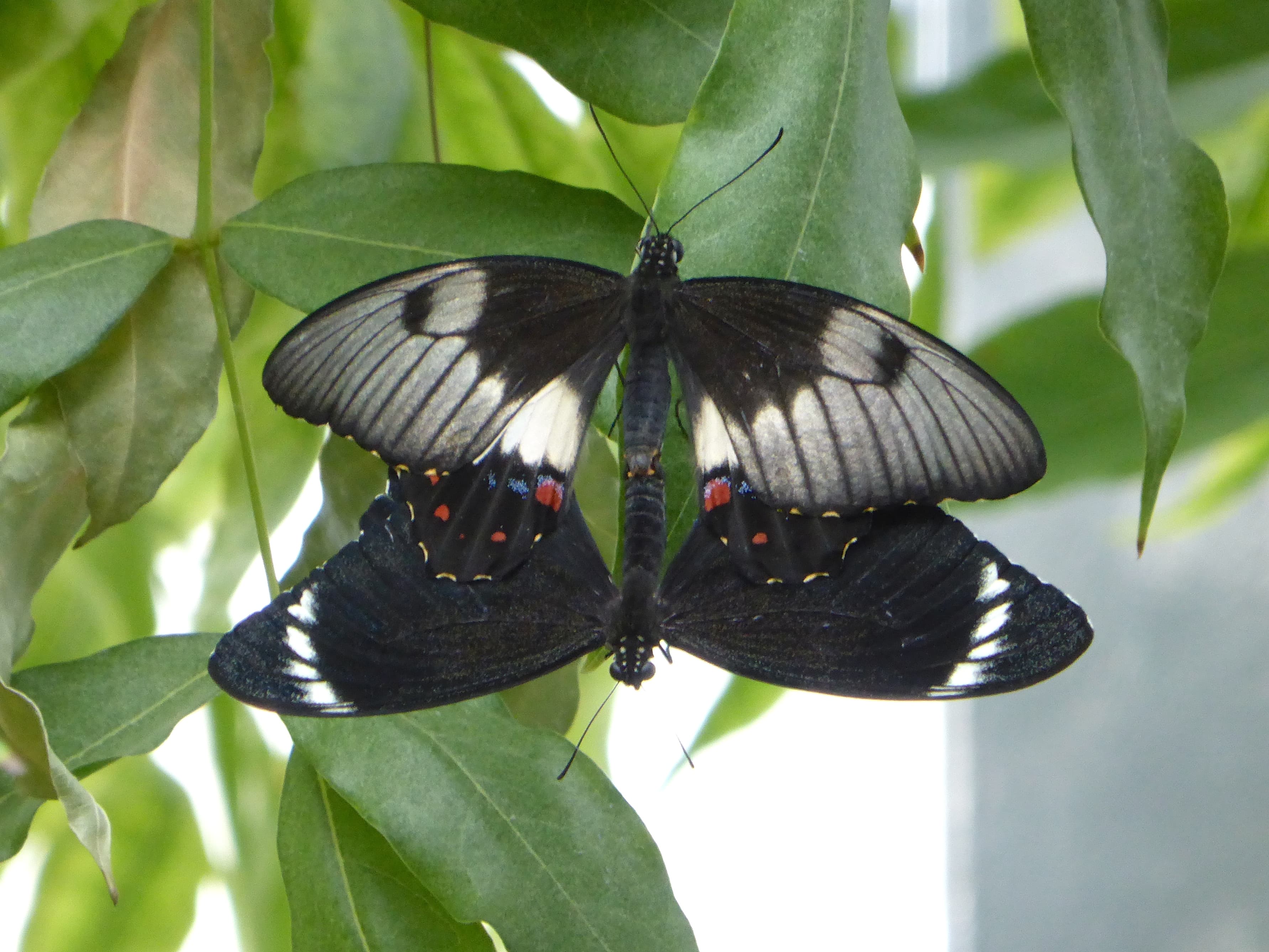 Papilio aegeus