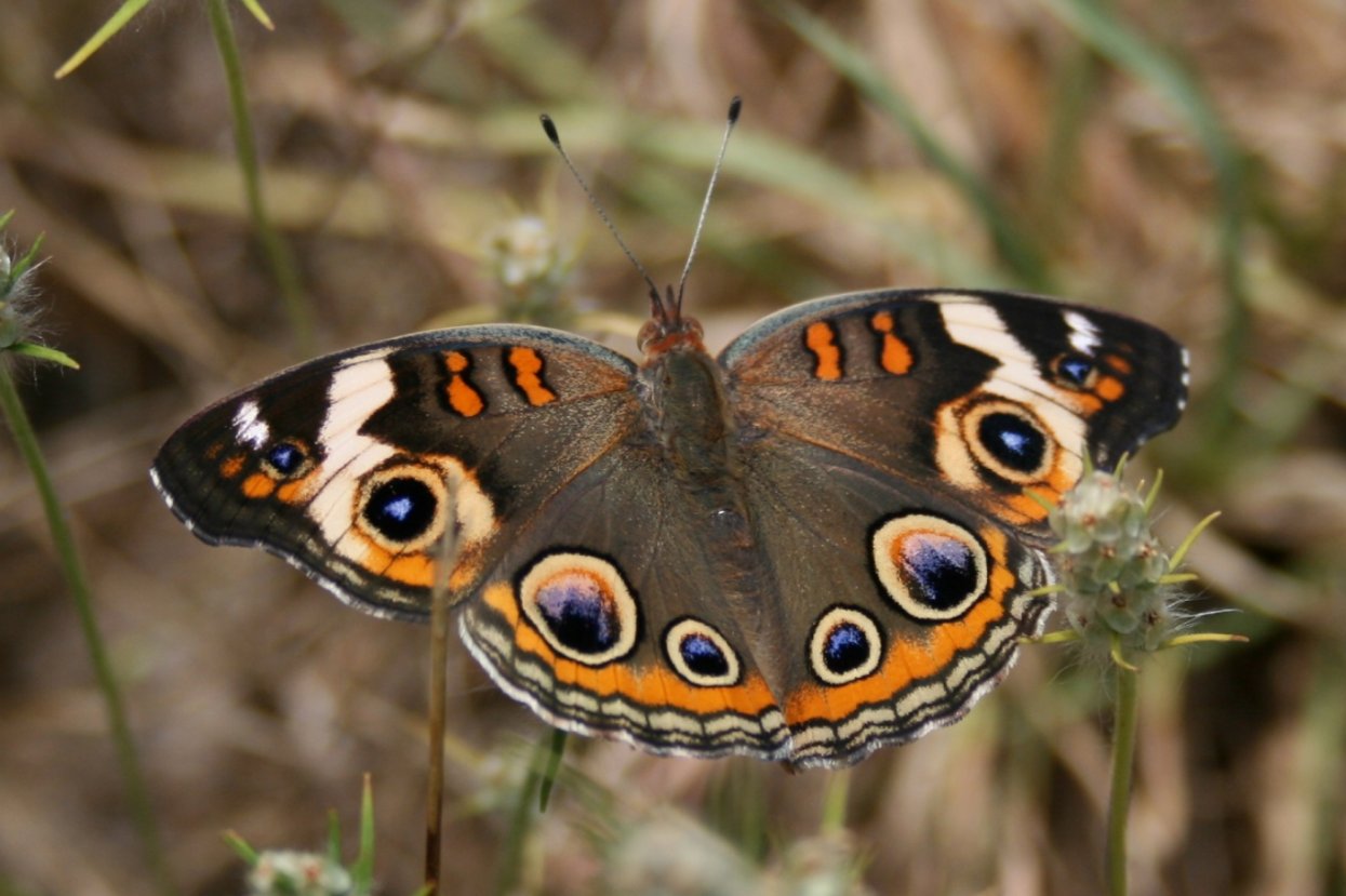 Junonia coenia