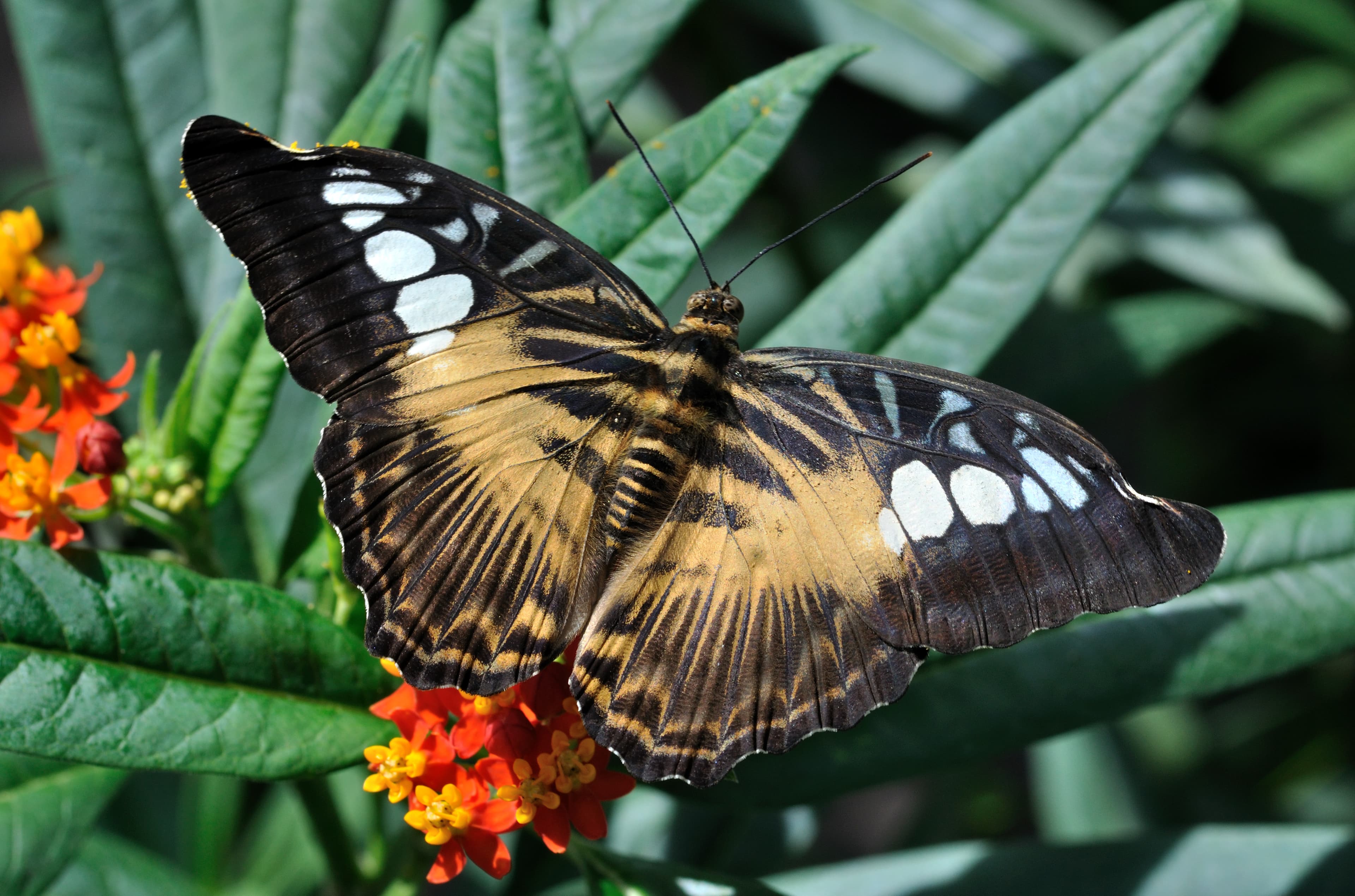 Parthenos sylvia