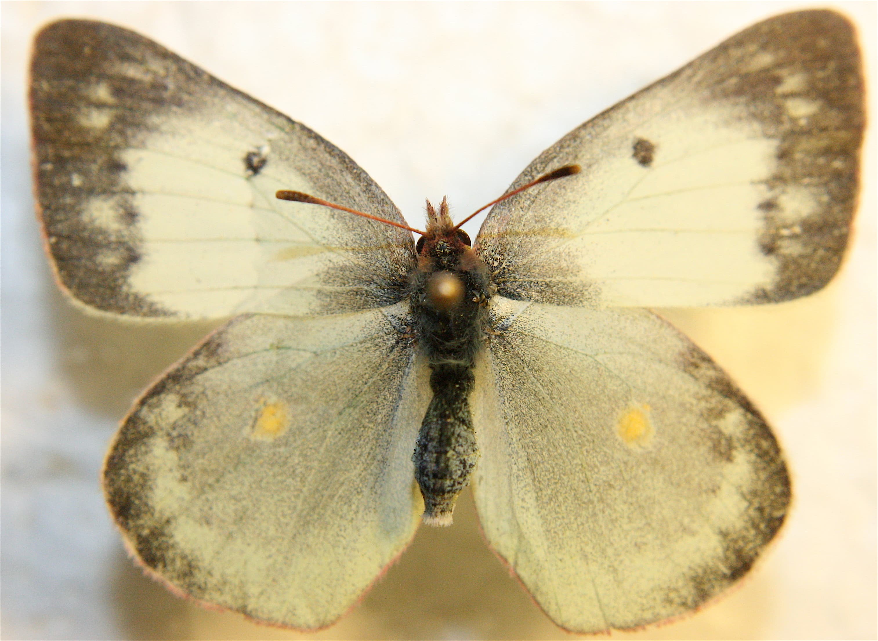 Colias philodice