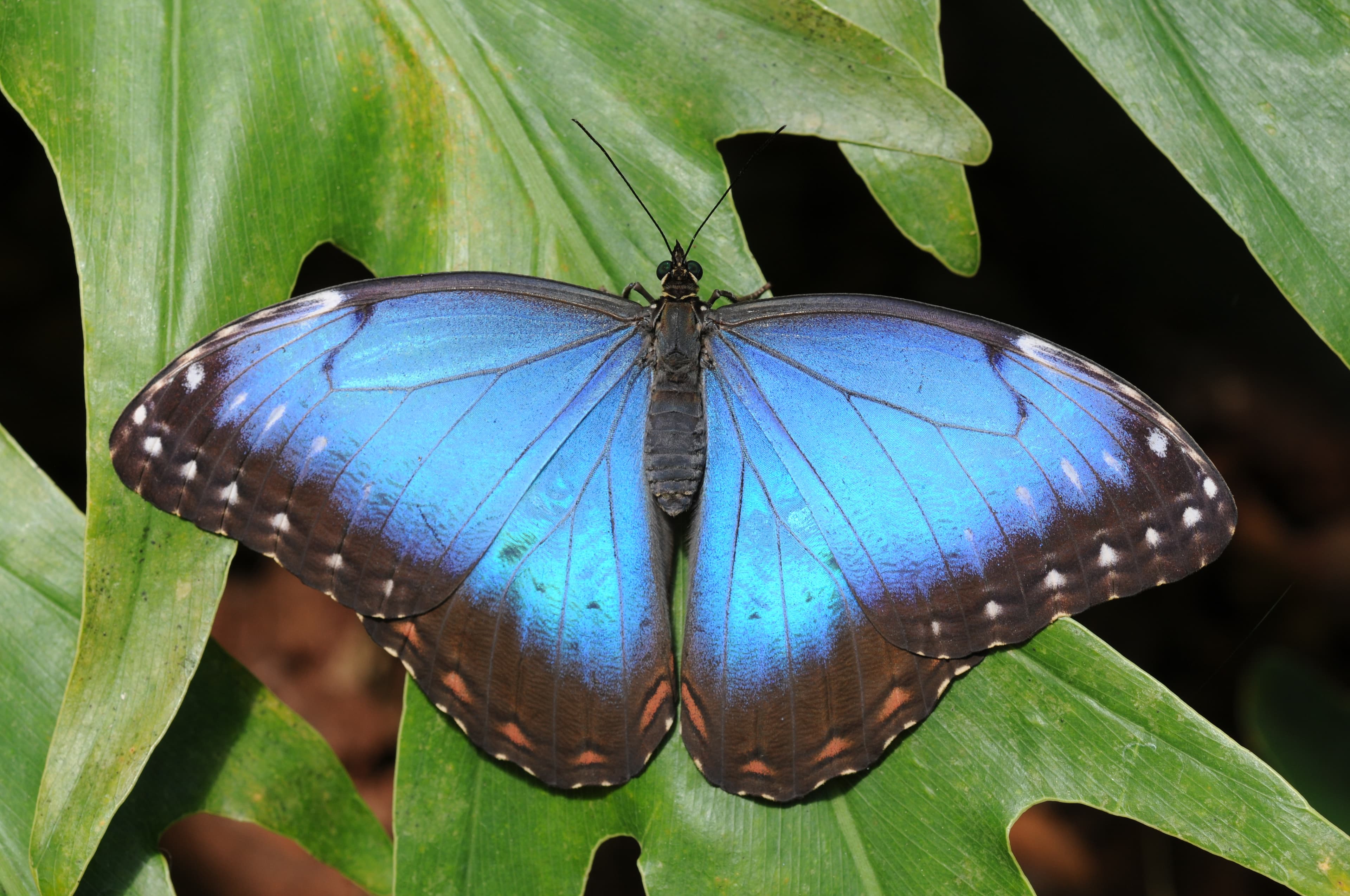 Morpho peleides